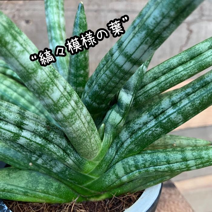 観葉植物 本物 【現品】 希少 サンセベリア ボンセレンシス 新品