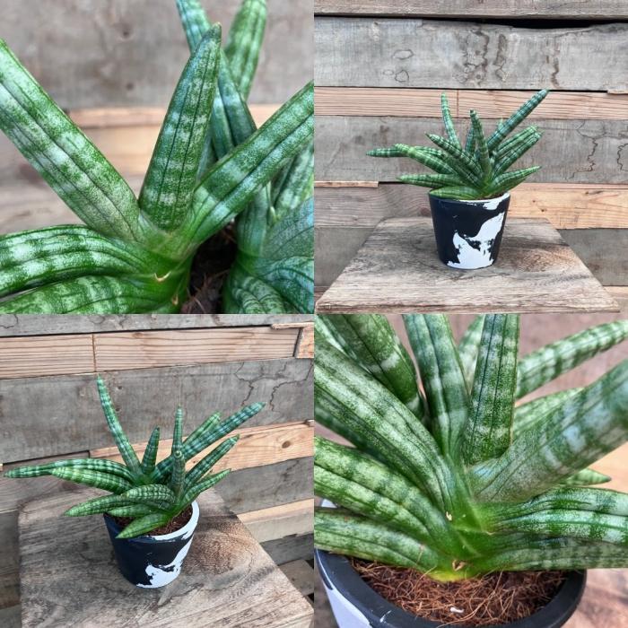 観葉植物 本物 【現品】 希少 サンセベリア ボンセレンシス 新品