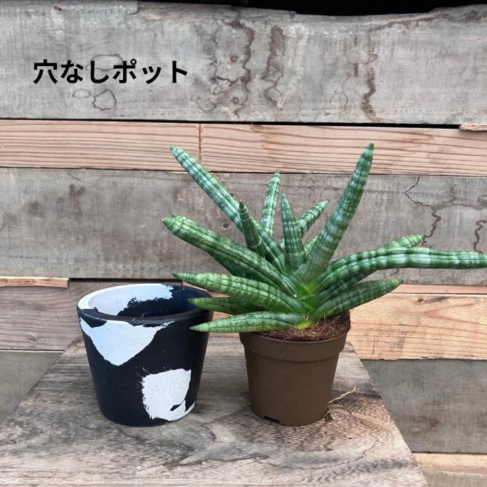 観葉植物 本物 【現品】 希少 サンセベリア ボンセレンシス 新品
