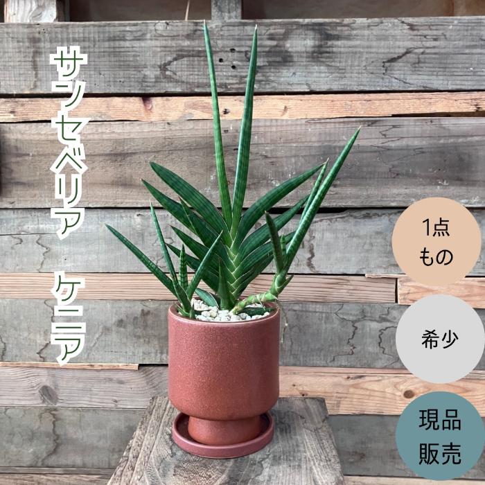 観葉植物 本物 【現品】 希少 1点もの サンスベリア・ケニア 001741 母