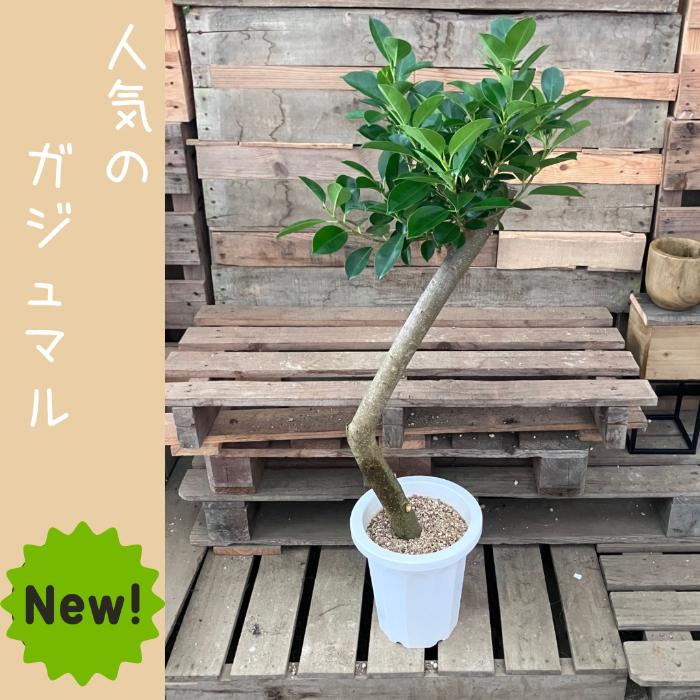 観葉植物 本物 【現品】 唯一無二の樹形 ガジュマル 8号サイズ 人気