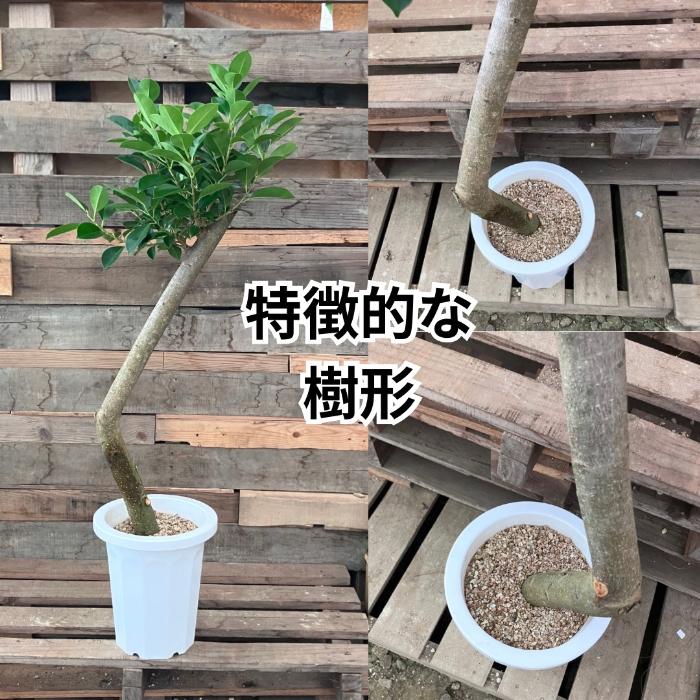 観葉植物 本物 【現品】 唯一無二の樹形 ガジュマル 8号サイズ 人気