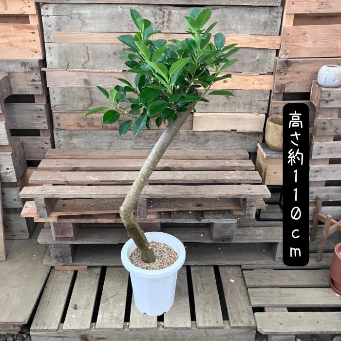 観葉植物 本物 【現品】 唯一無二の樹形 ガジュマル 8号サイズ 人気