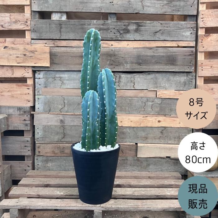 観葉植物 本物【現品】 柱サボテン ヌーダム ☆3本立ち☆ 8号サイズ