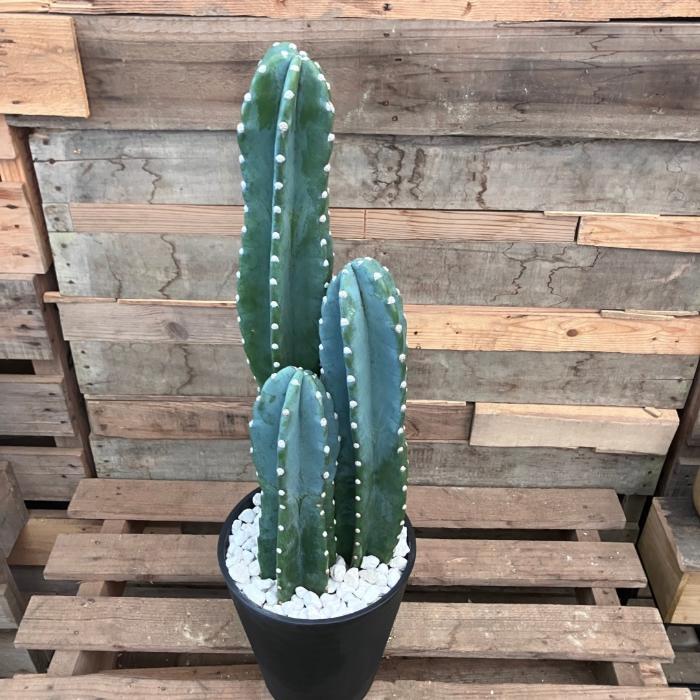 観葉植物 本物【現品】 柱サボテン ヌーダム ☆3本立ち☆ 8号サイズ