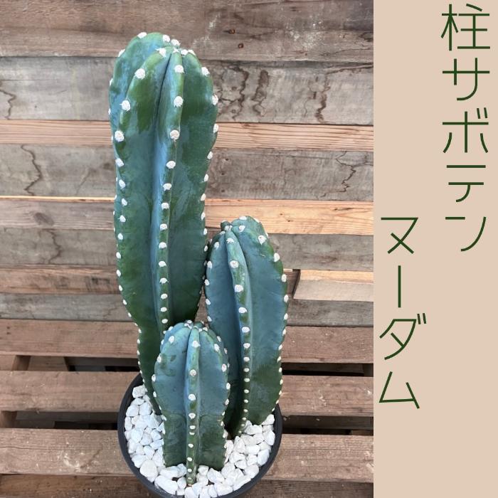 観葉植物 本物【現品】 柱サボテン ヌーダム ☆3本立ち☆ 8号サイズ