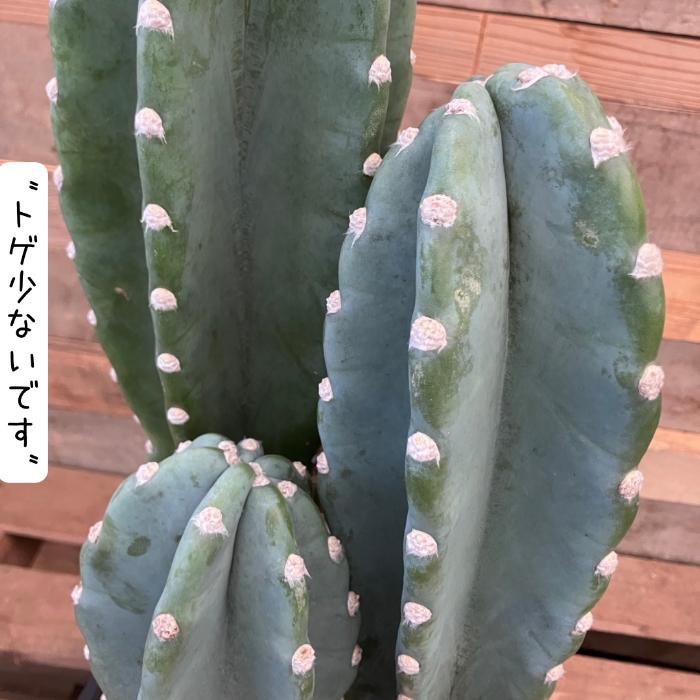 観葉植物 本物【現品】 柱サボテン ヌーダム ☆3本立ち☆ 8号サイズ