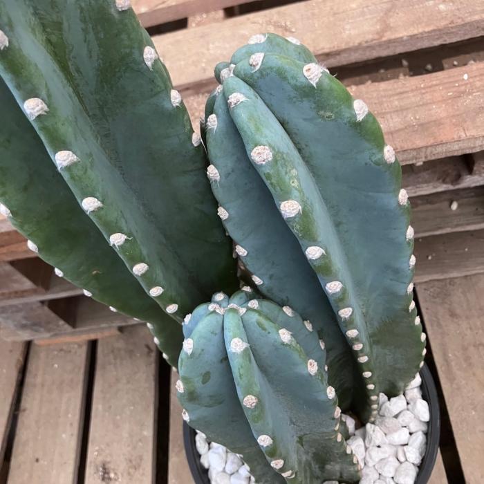 観葉植物 本物【現品】 柱サボテン ヌーダム ☆3本立ち☆ 8号サイズ