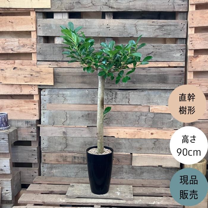 観葉植物 本物 【現品】 唯一無二 直幹ガジュマル 7号サイズ 人気商品