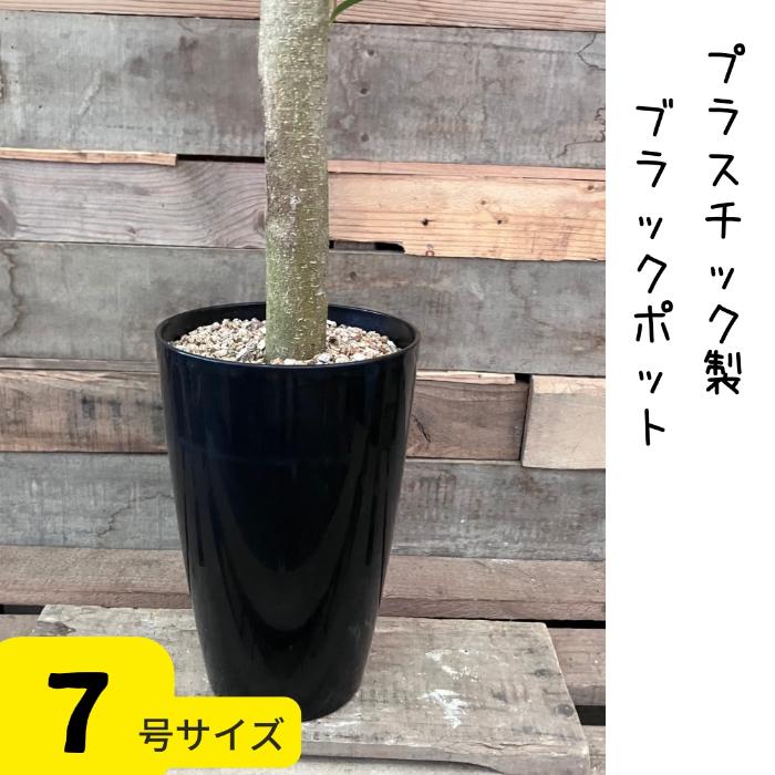 観葉植物 本物 【現品】 唯一無二 直幹ガジュマル 7号サイズ 人気商品