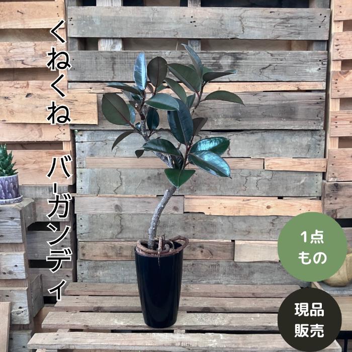 観葉植物 本物 【現品】くねくね樹形 幹太 フィカス バーガンディ 7号