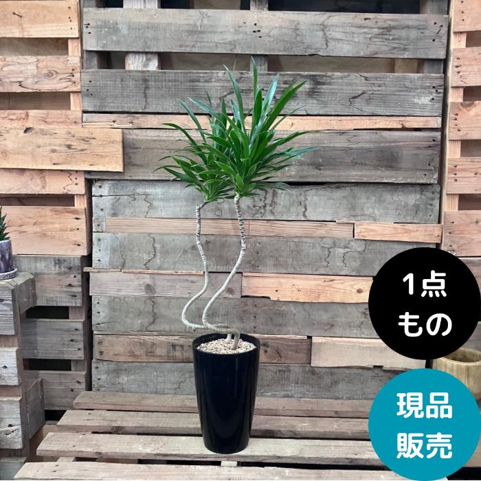 観葉植物 本物 【現品】 おしゃれ くねくね ドラセナ・ナビー 001767