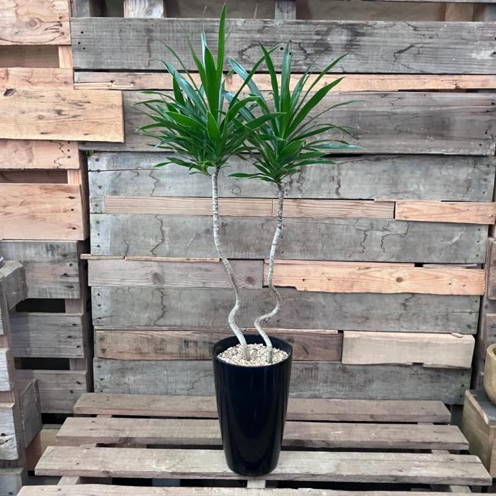 観葉植物 本物 【現品】 おしゃれ くねくね ドラセナ・ナビー 001767