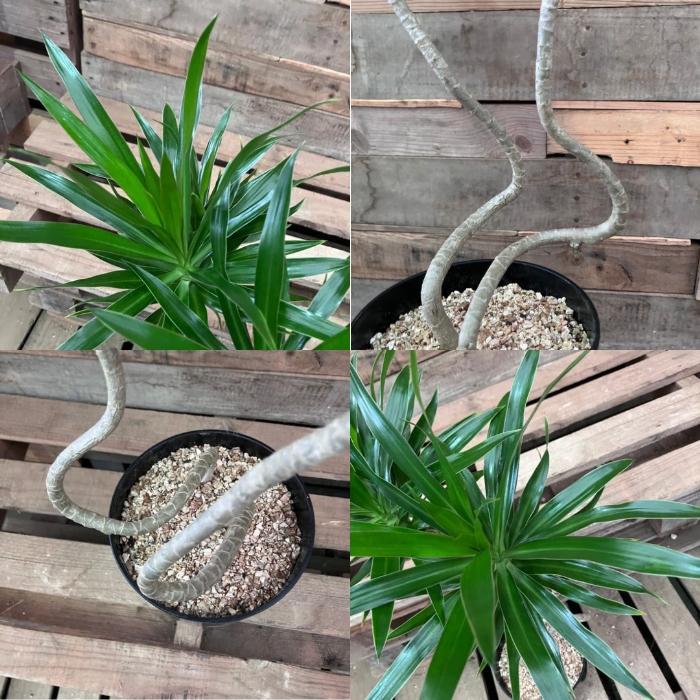 観葉植物 本物 【現品】 おしゃれ くねくね ドラセナ・ナビー 001767