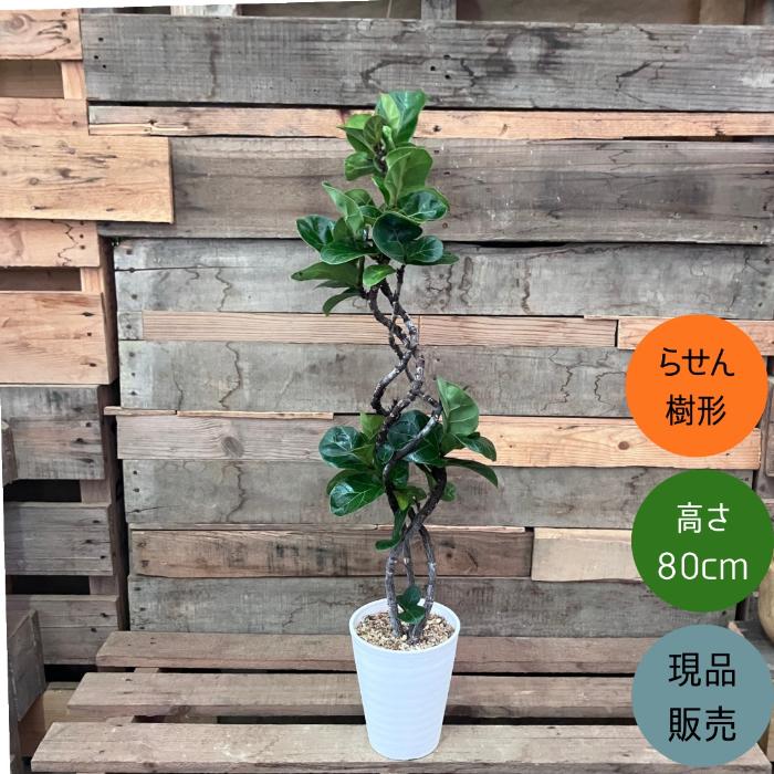 観葉植物 本物 【現品】 おしゃれなクネクネ フィカス・リラータ