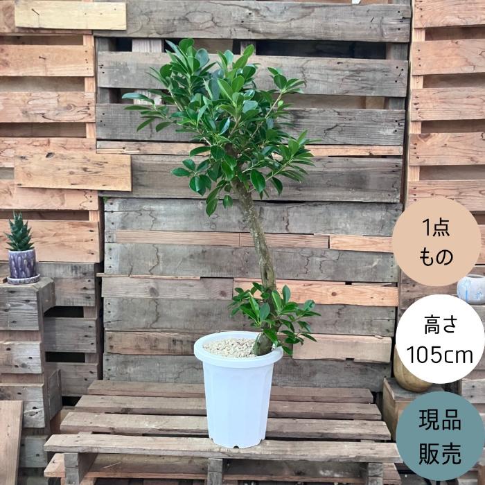 観葉植物 本物 【現品】 ガジュマル 8号サイズ 唯一無二の樹形 人気