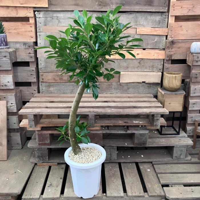 観葉植物 本物 【現品】 ガジュマル 8号サイズ 唯一無二の樹形 人気