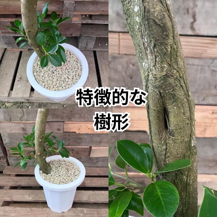 観葉植物 本物 【現品】 ガジュマル 8号サイズ 唯一無二の樹形 人気