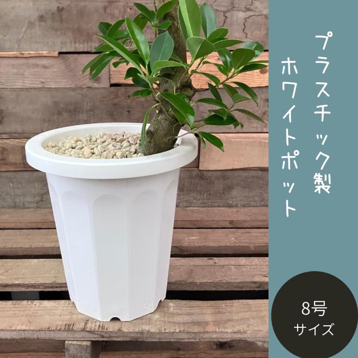 観葉植物 本物 【現品】 ガジュマル 8号サイズ 唯一無二の樹形 人気