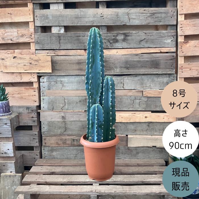 観葉植物 本物【現品】 柱サボテン ヌーダム ☆3本立ち☆ 8号サイズ