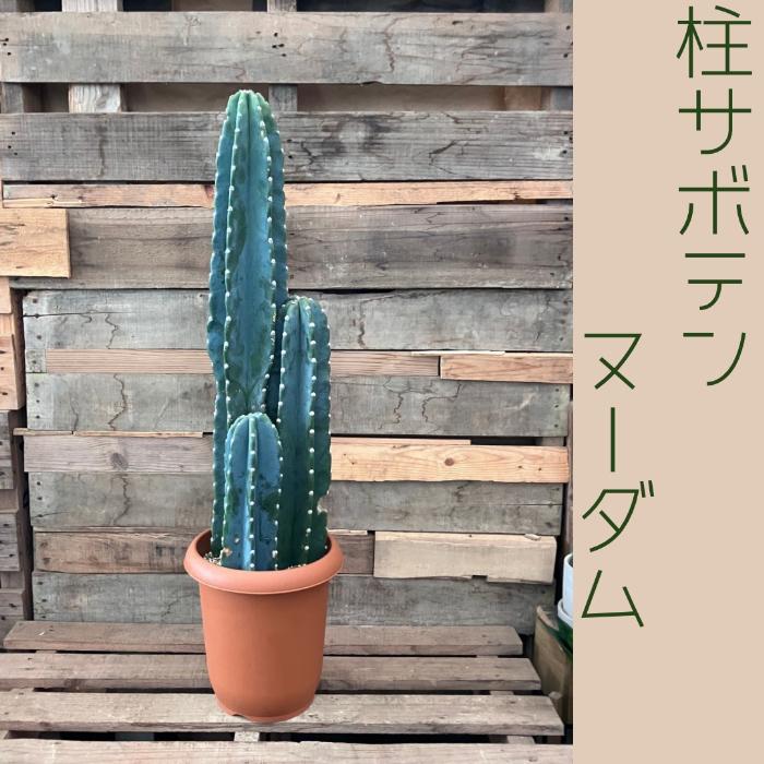 観葉植物 本物【現品】 柱サボテン ヌーダム ☆3本立ち☆ 8号サイズ
