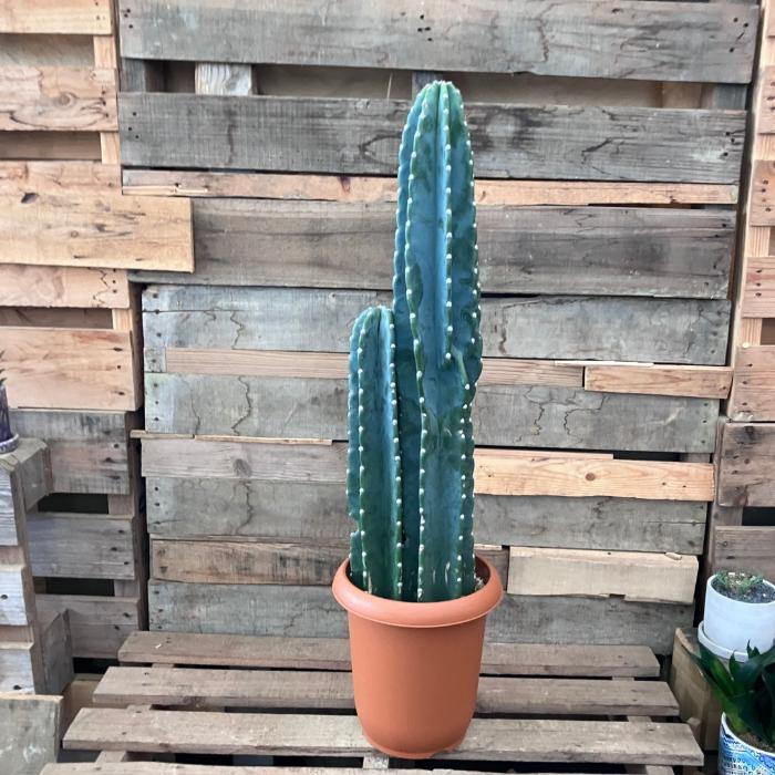 観葉植物 本物【現品】 柱サボテン ヌーダム ☆3本立ち☆ 8号サイズ