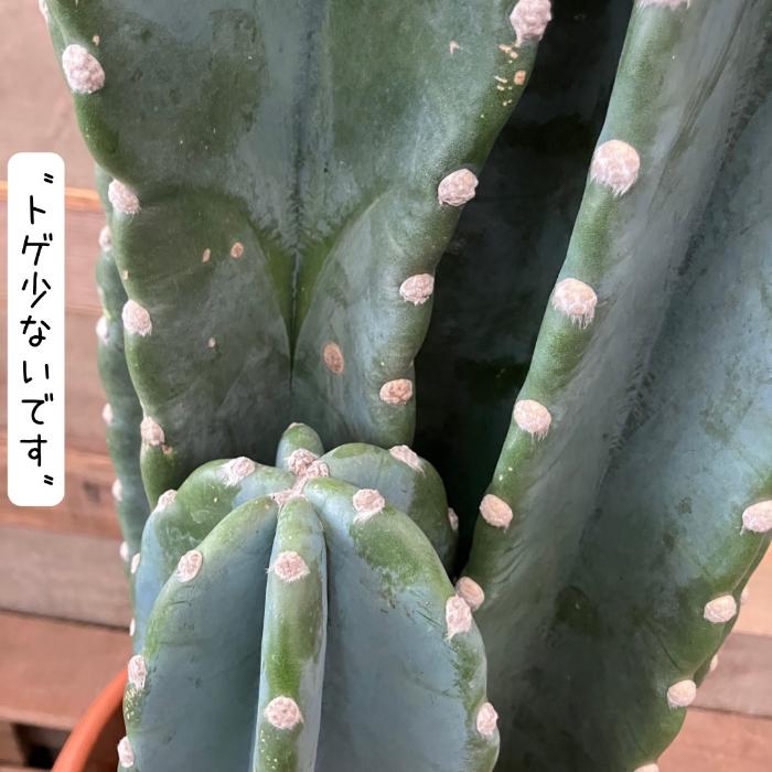 観葉植物 本物【現品】 柱サボテン ヌーダム ☆3本立ち☆ 8号サイズ
