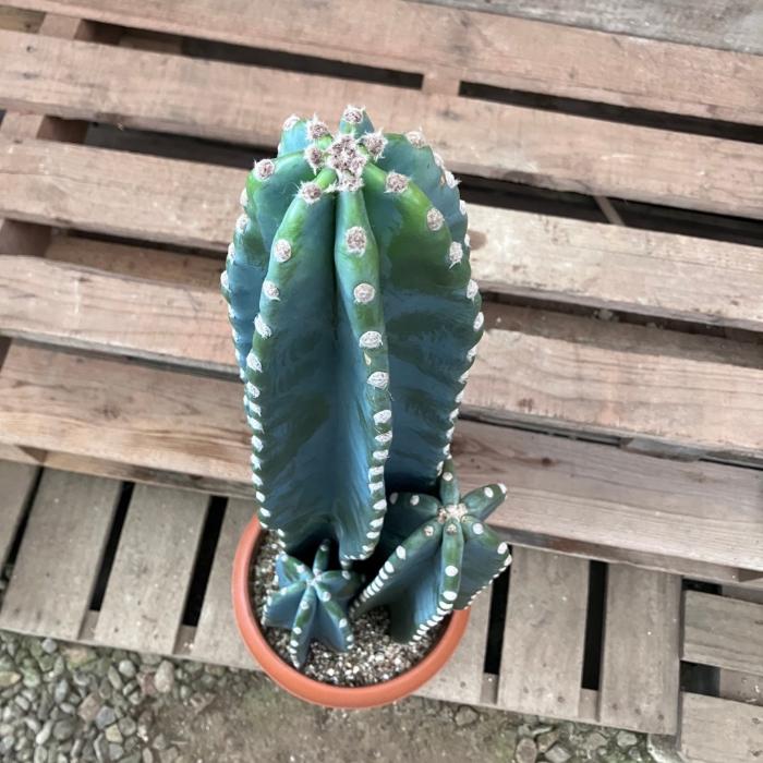 観葉植物 本物【現品】 柱サボテン ヌーダム ☆3本立ち☆ 8号サイズ