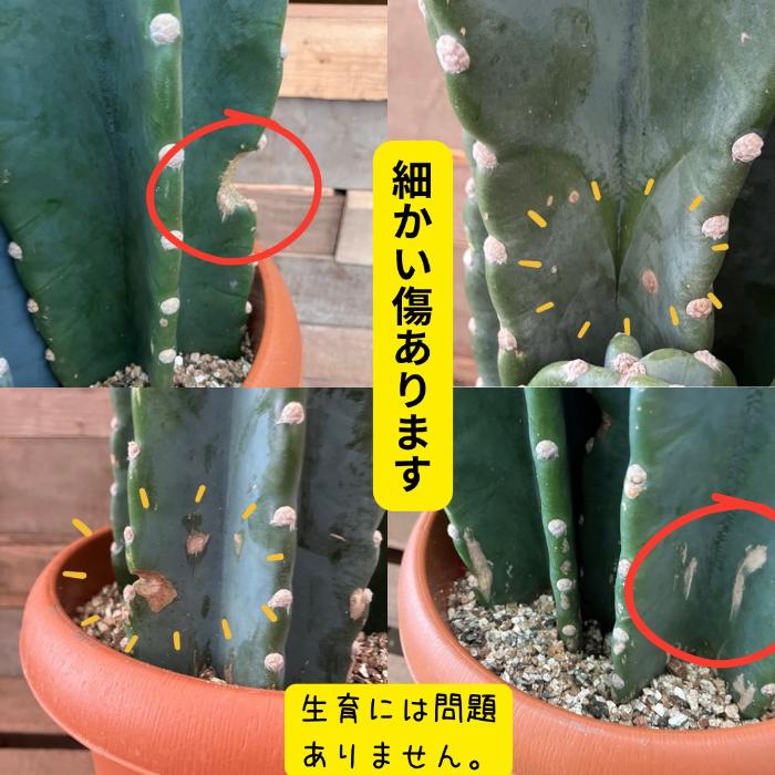 観葉植物 本物【現品】 柱サボテン ヌーダム ☆3本立ち☆ 8号サイズ