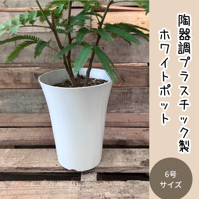 観葉植物 本物 【現品】 ☆自然樹形☆ エバーフレッシュ 6号サイズ