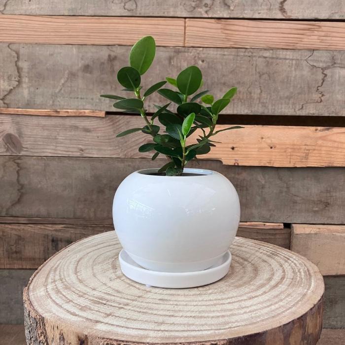 観葉植物 本物 【現品】パンダガジュマル おしゃれなホワイトボウル