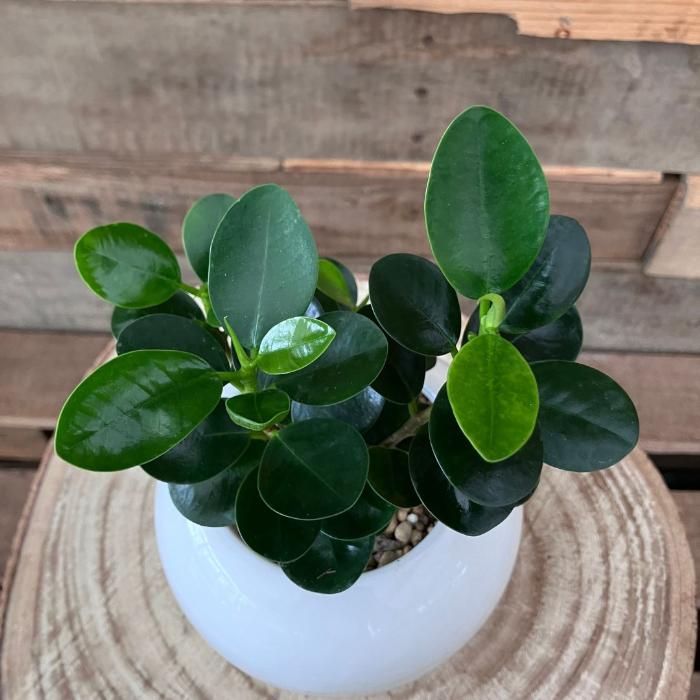 観葉植物 本物 【現品】パンダガジュマル おしゃれなホワイトボウル