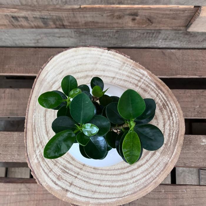 観葉植物 本物 【現品】パンダガジュマル おしゃれなホワイトボウル