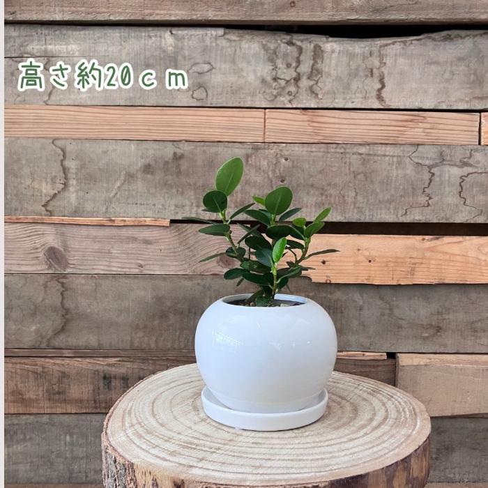 観葉植物 本物 【現品】パンダガジュマル おしゃれなホワイトボウル