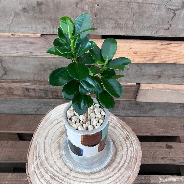 観葉植物 本物 【現品】くねったパンダガジュマル おしゃれなデザイン