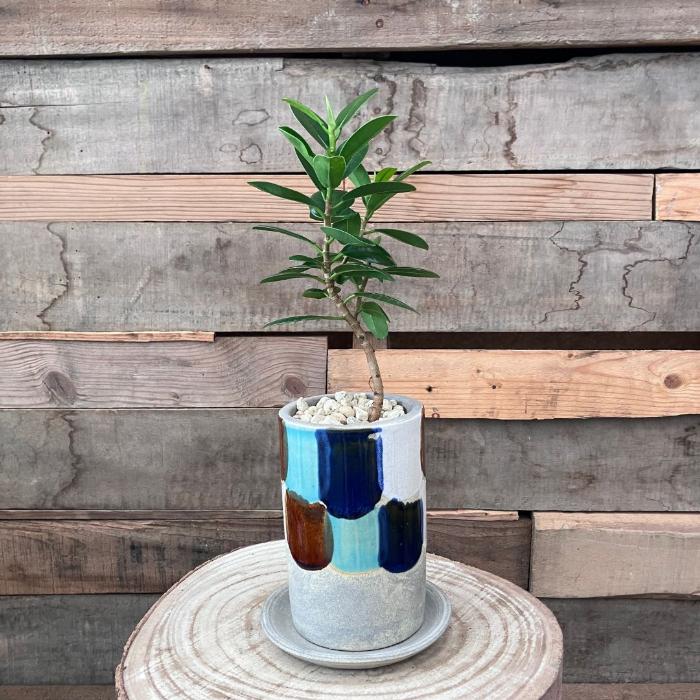 観葉植物 本物 【現品】くねったパンダガジュマル おしゃれなデザイン
