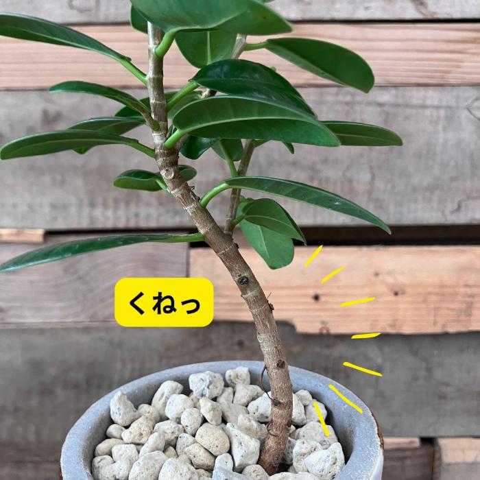 観葉植物 本物 【現品】くねったパンダガジュマル おしゃれなデザイン