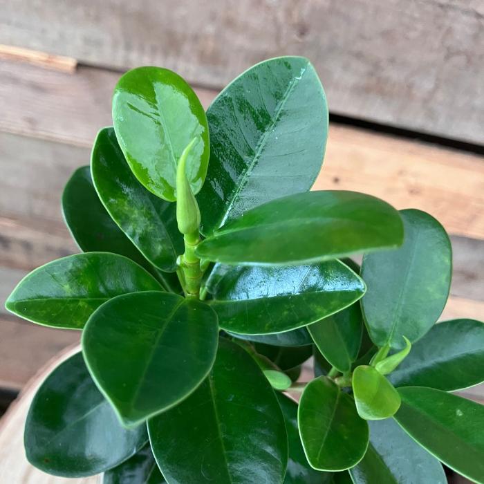 観葉植物 本物 【現品】くねったパンダガジュマル おしゃれなデザイン