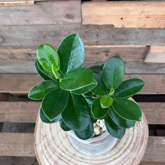 観葉植物 本物 【現品】くねったパンダガジュマル おしゃれなデザイン