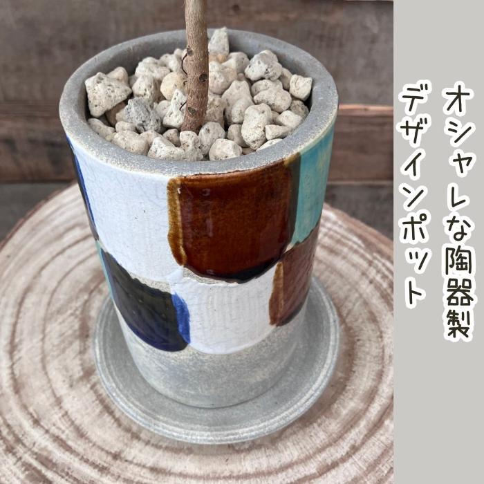 観葉植物 本物 【現品】くねったパンダガジュマル おしゃれなデザイン