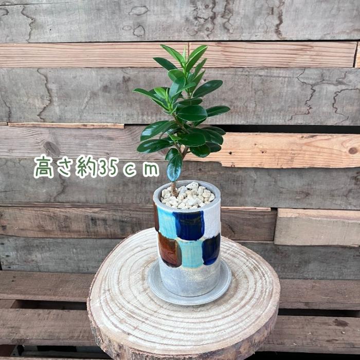 観葉植物 本物 【現品】くねったパンダガジュマル おしゃれなデザイン