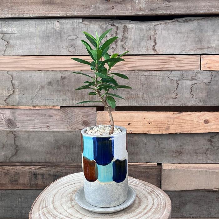 観葉植物 本物 【現品】くねったパンダガジュマル おしゃれなデザイン