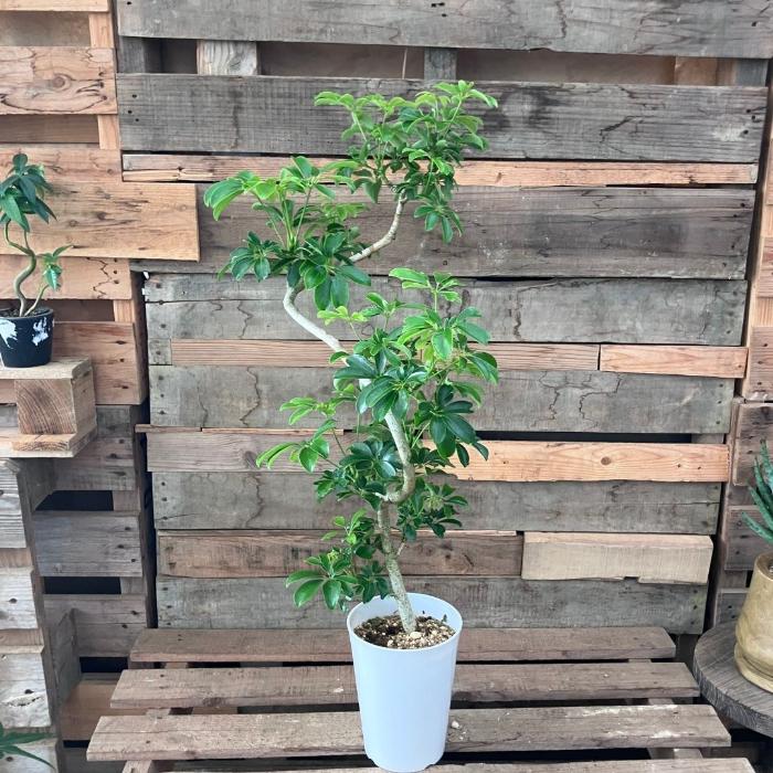 観葉植物 本物 【現品】☆レア樹形☆1点もの シェフレラ・レナータ