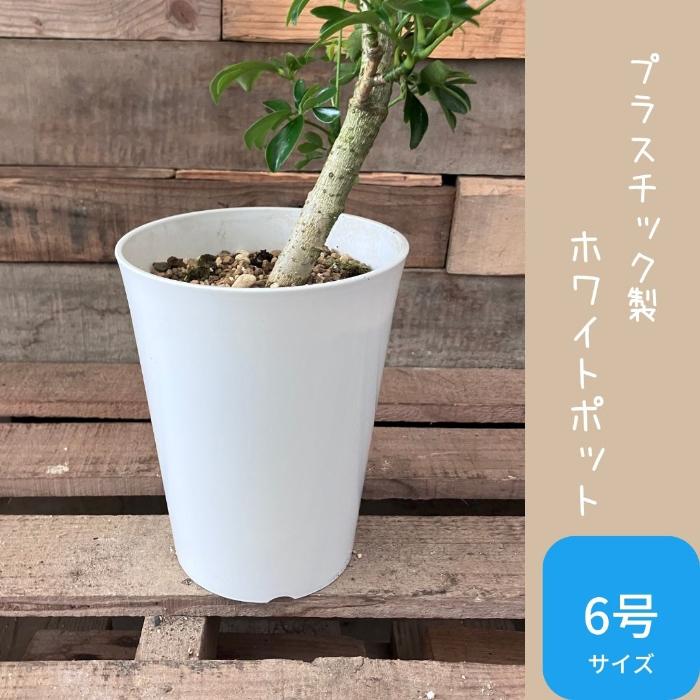 観葉植物 本物 【現品】☆レア樹形☆1点もの シェフレラ・レナータ
