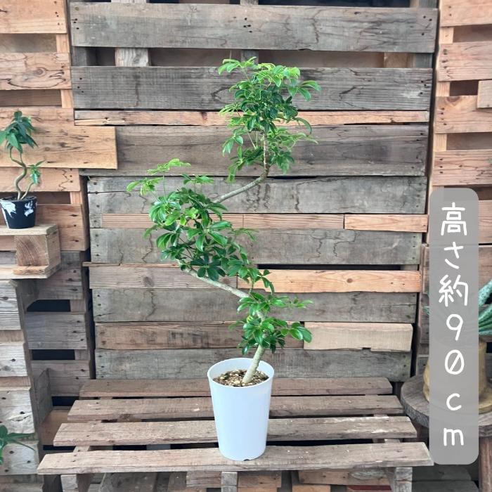 観葉植物 本物 【現品】☆レア樹形☆1点もの シェフレラ・レナータ