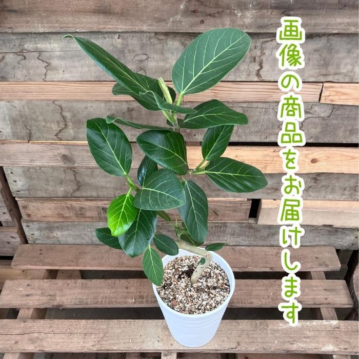 観葉植物 本物 【現品】 唯一無二 くねくねフィカス ベンガレンシス