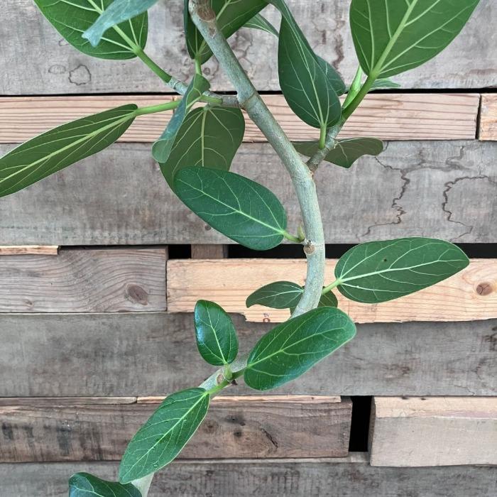 観葉植物 本物 【現品】 唯一無二 くねくねフィカス ベンガレンシス