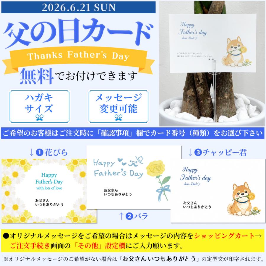 観葉植物 本物 【現品】 希少 フィカス オオバンボダイジュ 新品