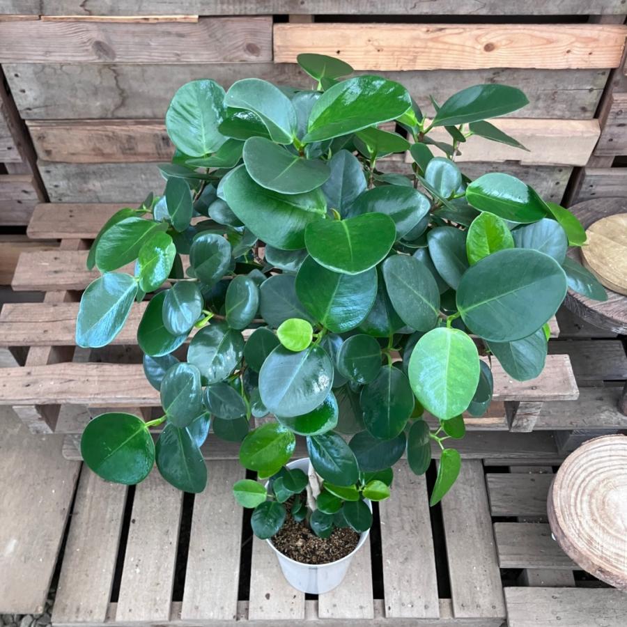 観葉植物 本物 【現品】 希少 フィカス オオバンボダイジュ 新品