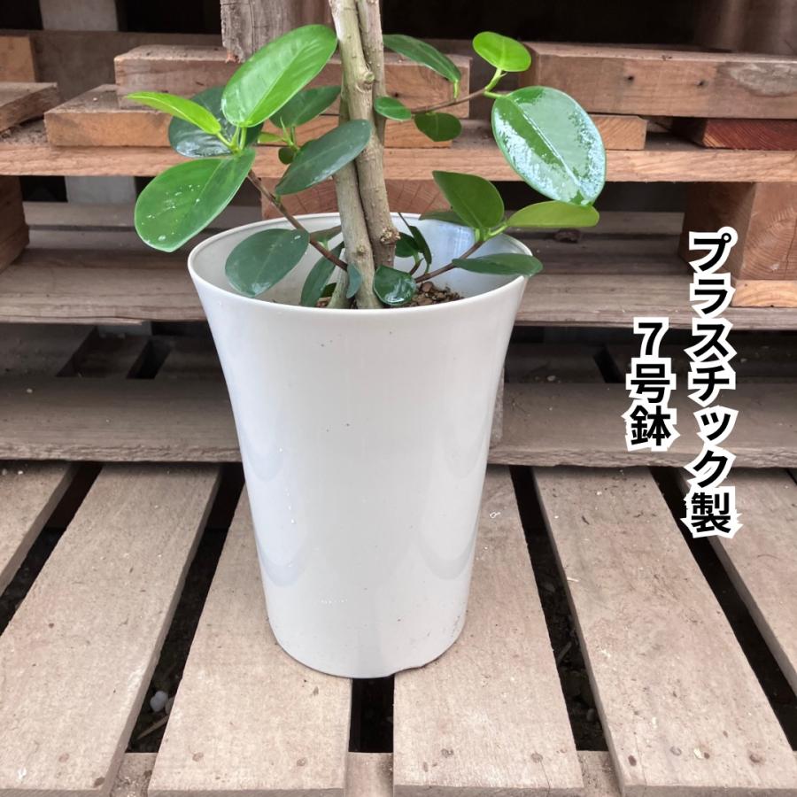 観葉植物 本物 【現品】 希少 フィカス オオバンボダイジュ 新品